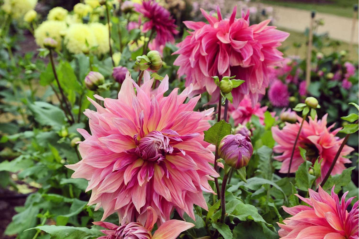 Dahlie 'Penhill Dark Monarch'